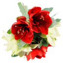 Bild 1 von Amaryllis »Premium«