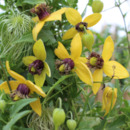 Bild 1 von Clematis 'Golden Harvest'