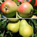 Bild 1 von Bio-Obst Apfel & Birne, 2er-Set