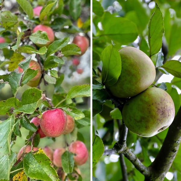 Bild 1 von Bio-Obst Apfel, 2er-Set