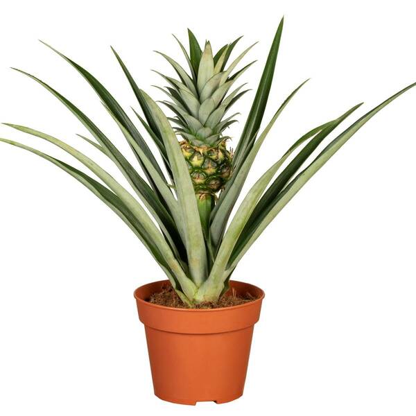 Zimmerpflanze Zierananas mit MiniFrucht von Mein schöner Garten für 18,98 € ansehen!