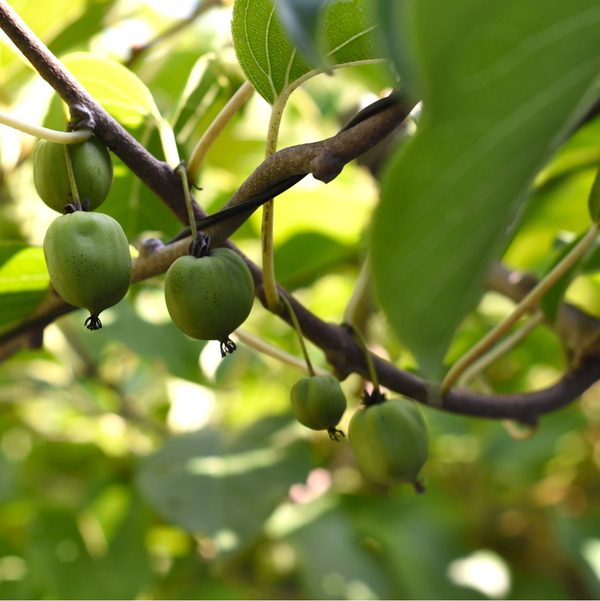 Kiwi 'Issai' ansehen!