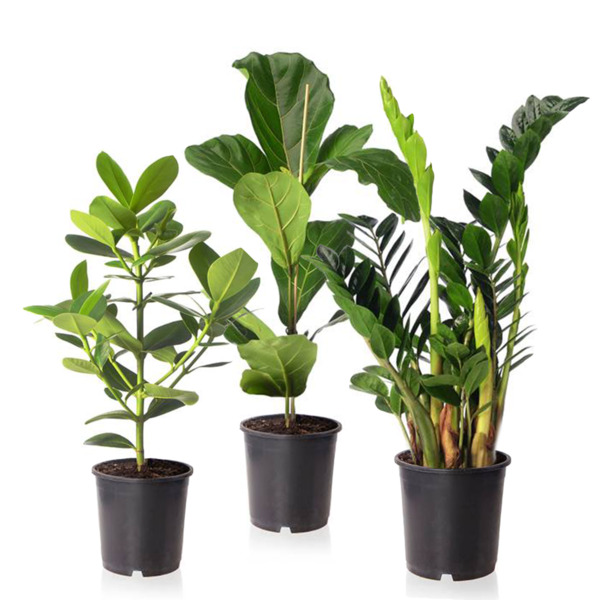 ZimmerpflanzenSet "Pflegeleicht" ansehen!