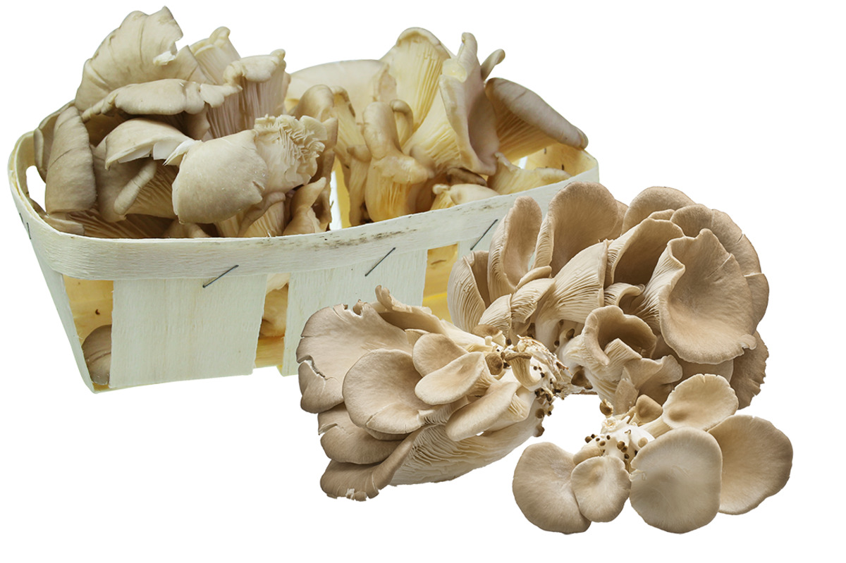 Bild 1 von Austernpilze