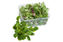 Bild 1 von Feldsalat oder Salat-Mix