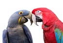 Bild 1 von Papermoon Fototapete "Liebesvögel"