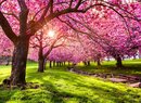 Bild 1 von Papermoon Fototapete "Cherry Tree Blossom"
