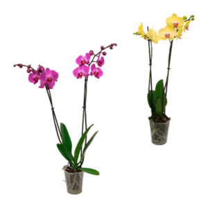 GARDENLINE Schmetterlings-Orchidee