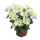 Bild 3 von GARDENLINE Chrysanthemen
