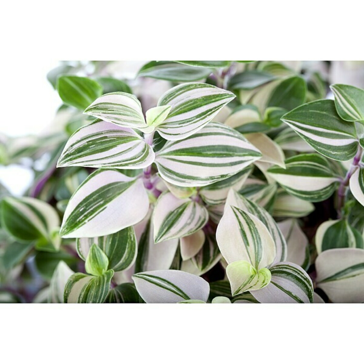 Bild 2 von Piardino Dreimasterblume