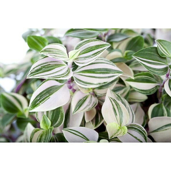 Bild 2 von Piardino Dreimasterblume