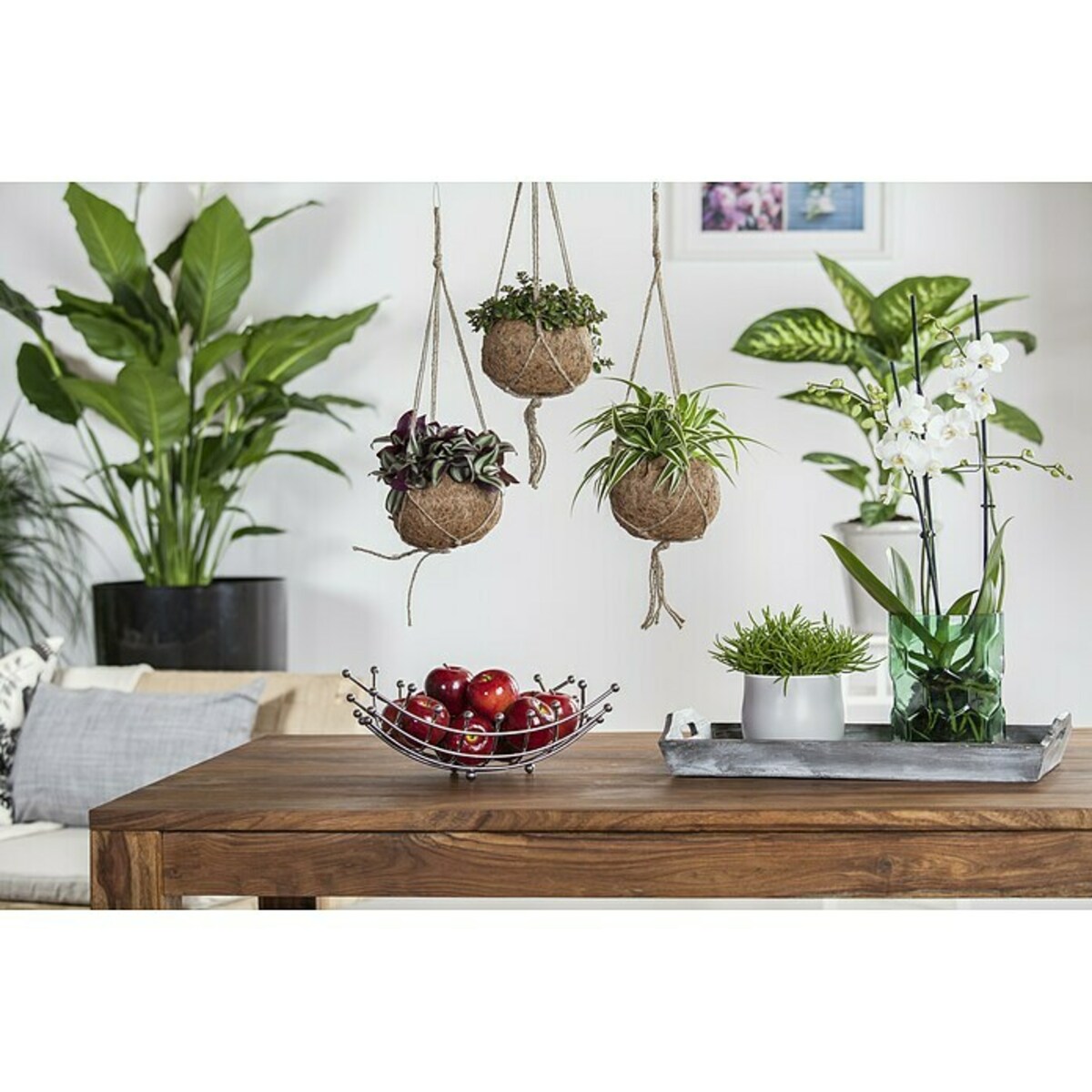 Bild 3 von Piardino Dreimasterblume