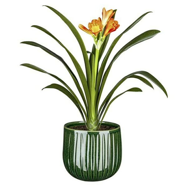 Bild 2 von Piardino Klivie