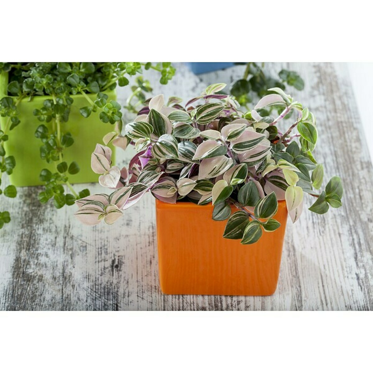 Bild 4 von Piardino Dreimasterblume