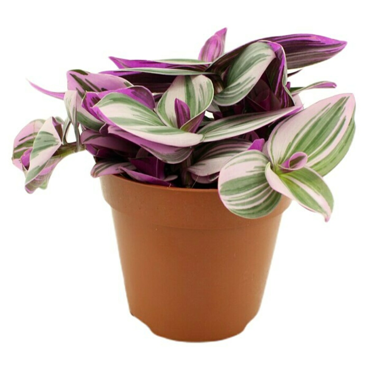 Bild 1 von Piardino Dreimasterblume