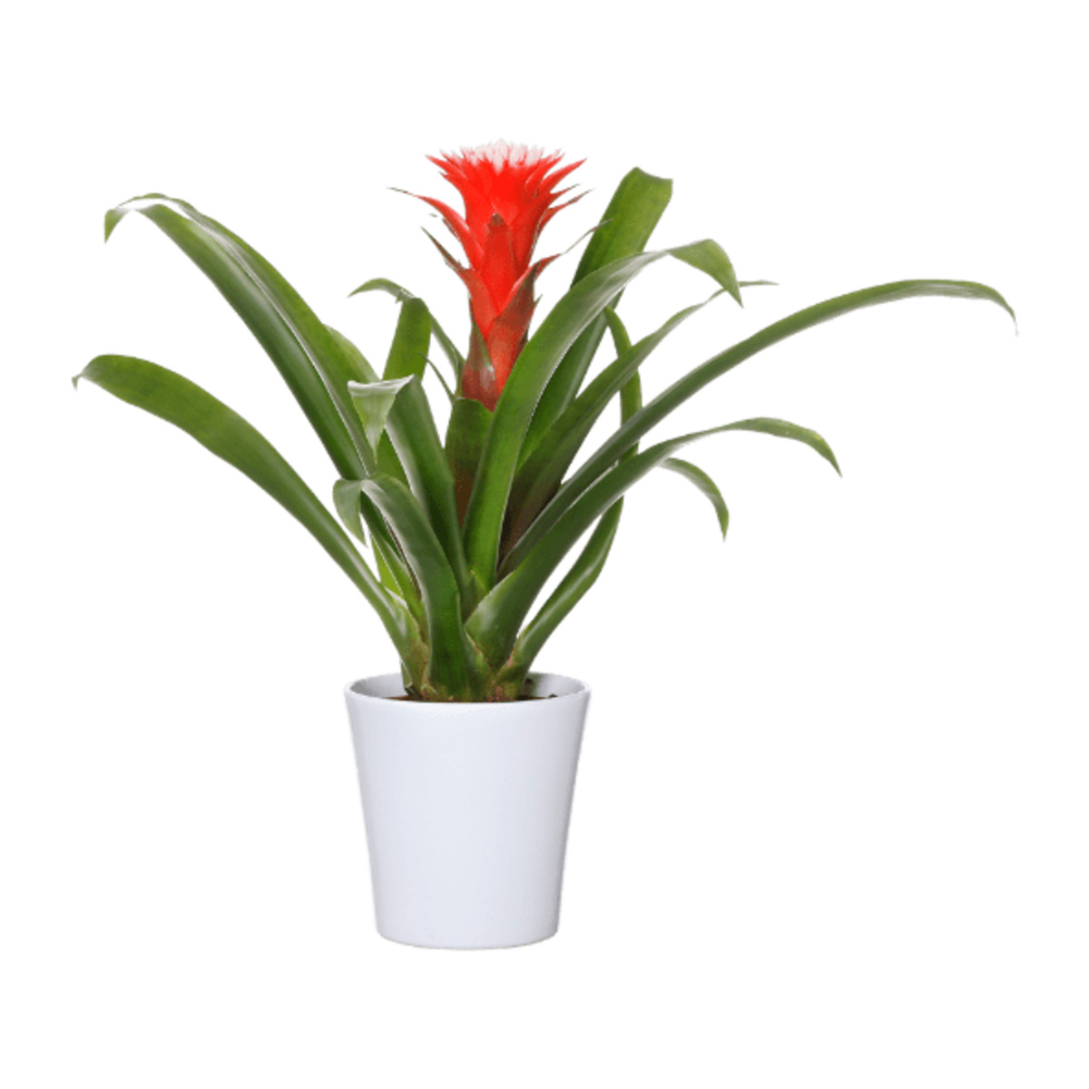 Bild 4 von GARDENLINE Guzmania / Vriesea