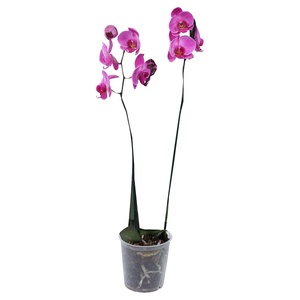 GARDENLINE Orchidee