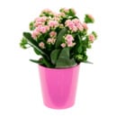 Bild 2 von GARDENLINE Kalanchoe