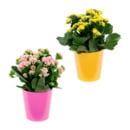 Bild 1 von GARDENLINE Kalanchoe