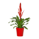 Bild 2 von GARDENLINE Guzmania / Vriesea