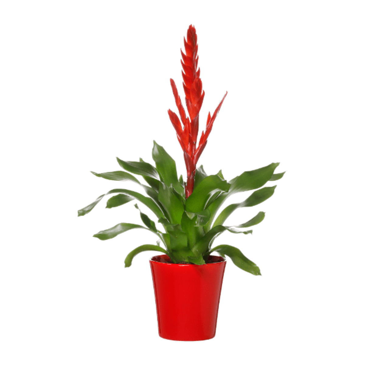 Bild 2 von GARDENLINE Guzmania / Vriesea