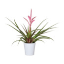 Bild 3 von GARDENLINE Guzmania / Vriesea