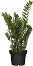 Bild 1 von Glücksfeder Zamioculcas 21 cm Topf