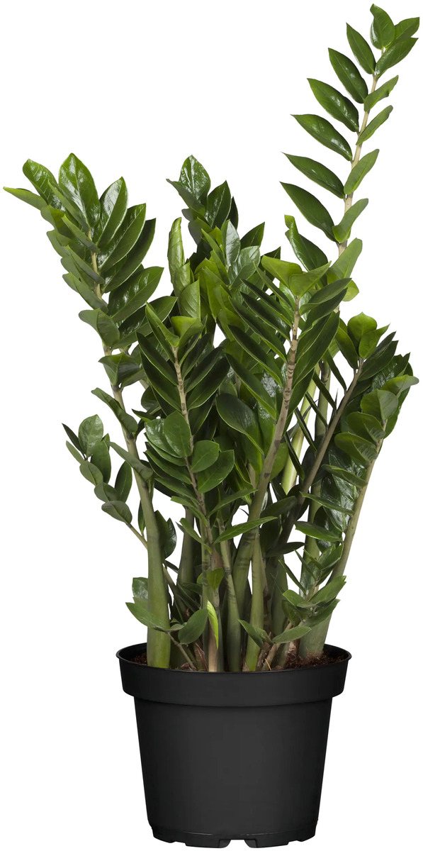 Glücksfeder Zamioculcas 21 cm Topf von Globus Baumarkt ansehen!