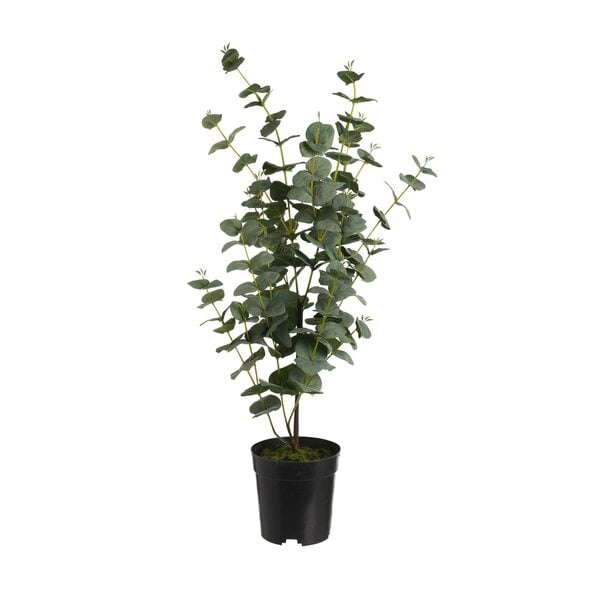Bild 1 von Eukalyptus im Topf ca.70cm, grün