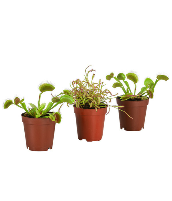 Bild 1 von Zimmerpflanzen-Set Fleischfressende Pflanzen, 3-teilig