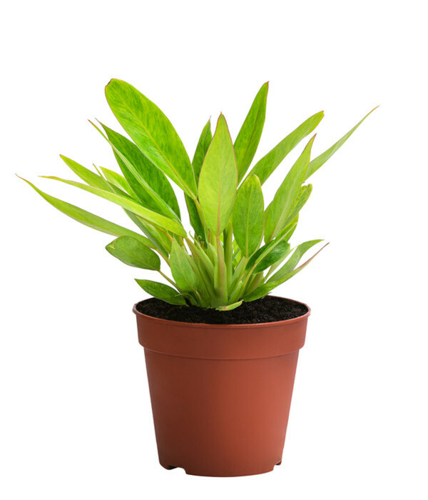 Bild 4 von Zimmerpflanzen-Set Dschungel Feeling, 6-teilig