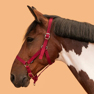 Halfter Pferd/Pony - Schooling rot Rot