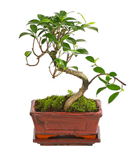 Bonsai - Chinesischer Feigenbaum, 6 Jahre