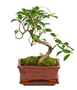 Bild 1 von Bonsai - Chinesischer Feigenbaum, 6 Jahre