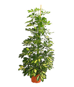 Strahlenaralie - Schefflera arboricola