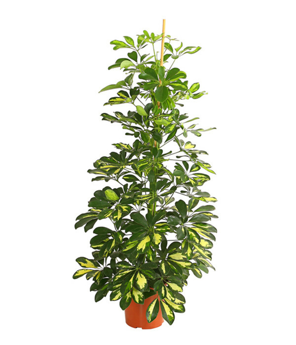 Bild 1 von Strahlenaralie - Schefflera arboricola