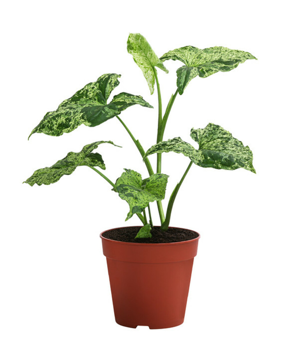 Bild 3 von Zimmerpflanzen-Set Gute Laune, 4-teilig