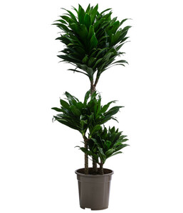 Drachenbaum - Dracaena deremensis compacta