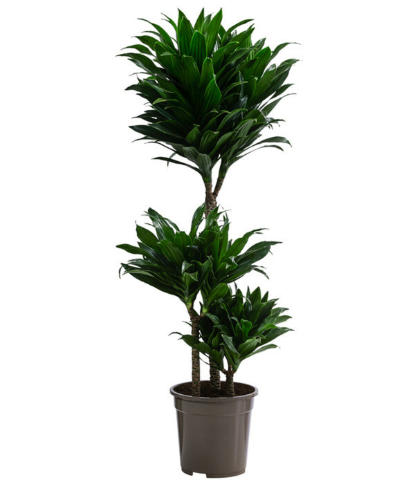 Bild 1 von Drachenbaum - Dracaena deremensis compacta