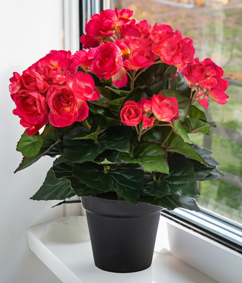 Bild 2 von Flower Manufaktur Kunstpflanze Begonie, ca. H33 cm