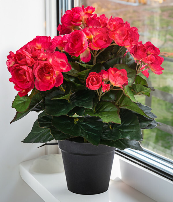 Bild 2 von Flower Manufaktur Kunstpflanze Begonie, ca. H33 cm