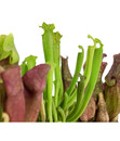 Bild 3 von Zimmerpflanzen-Set Schlauchpflanzen - Sarracenia Mix, 3-teilig