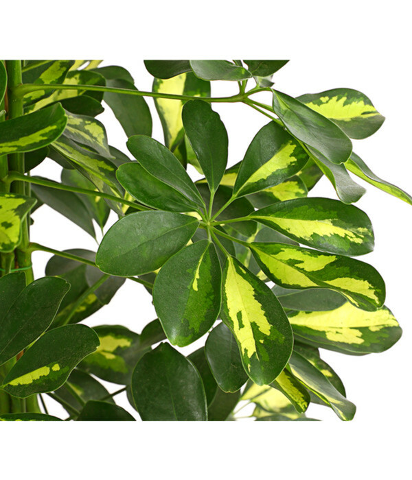 Bild 3 von Strahlenaralie - Schefflera arboricola