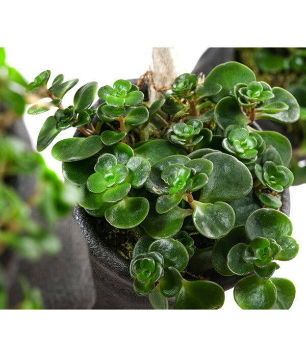 Bild 2 von Wandhänger mit Fetthenne - Sedum makinoi 'Tornado', schwarz
