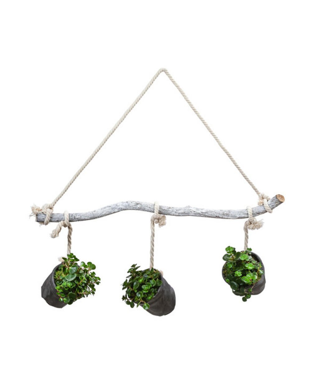 Bild 1 von Wandhänger mit Fetthenne - Sedum makinoi 'Tornado', schwarz