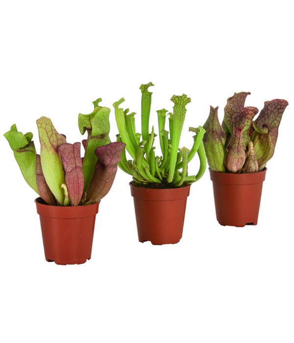 Bild 1 von Zimmerpflanzen-Set Schlauchpflanzen - Sarracenia Mix, 3-teilig