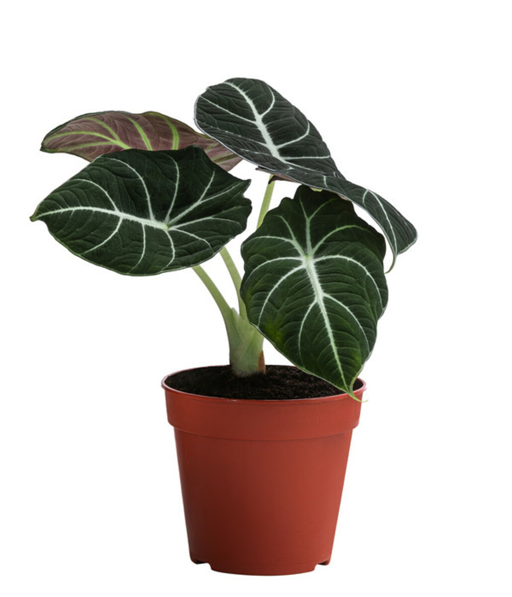 Bild 2 von Zimmerpflanzen-Set Dream Team, 4-teilig