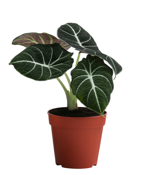 Bild 2 von Zimmerpflanzen-Set Dream Team, 4-teilig