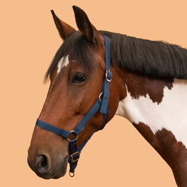 Bild 1 von Halfter Pferd/Pony - Schooling blau Blau