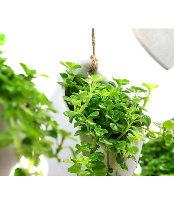 Bild 2 von Wandhänger Herz mit Peperomie - Peperomia rotundifolia, weiß